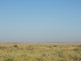 Africa 134 : Africa, Animal, Botswana, Grassland, Landscape, Makgadikgadi, Mammal, Zebra